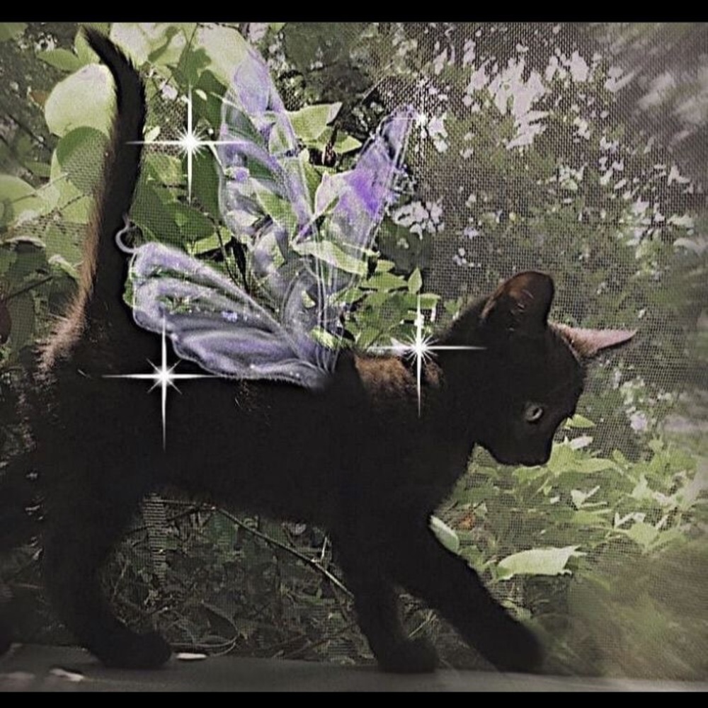 Meet your Posher, Belal